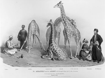 Die Giraffen mit den Arabern, die sie in dieses Land brachten, Zoologische Gärten, Regent